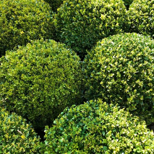 boxwood